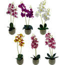 ORCHID W/ CEMENT POT 6 ASTD