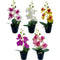 POT ORCHID W/ PLASTIC POT 5 ASTD