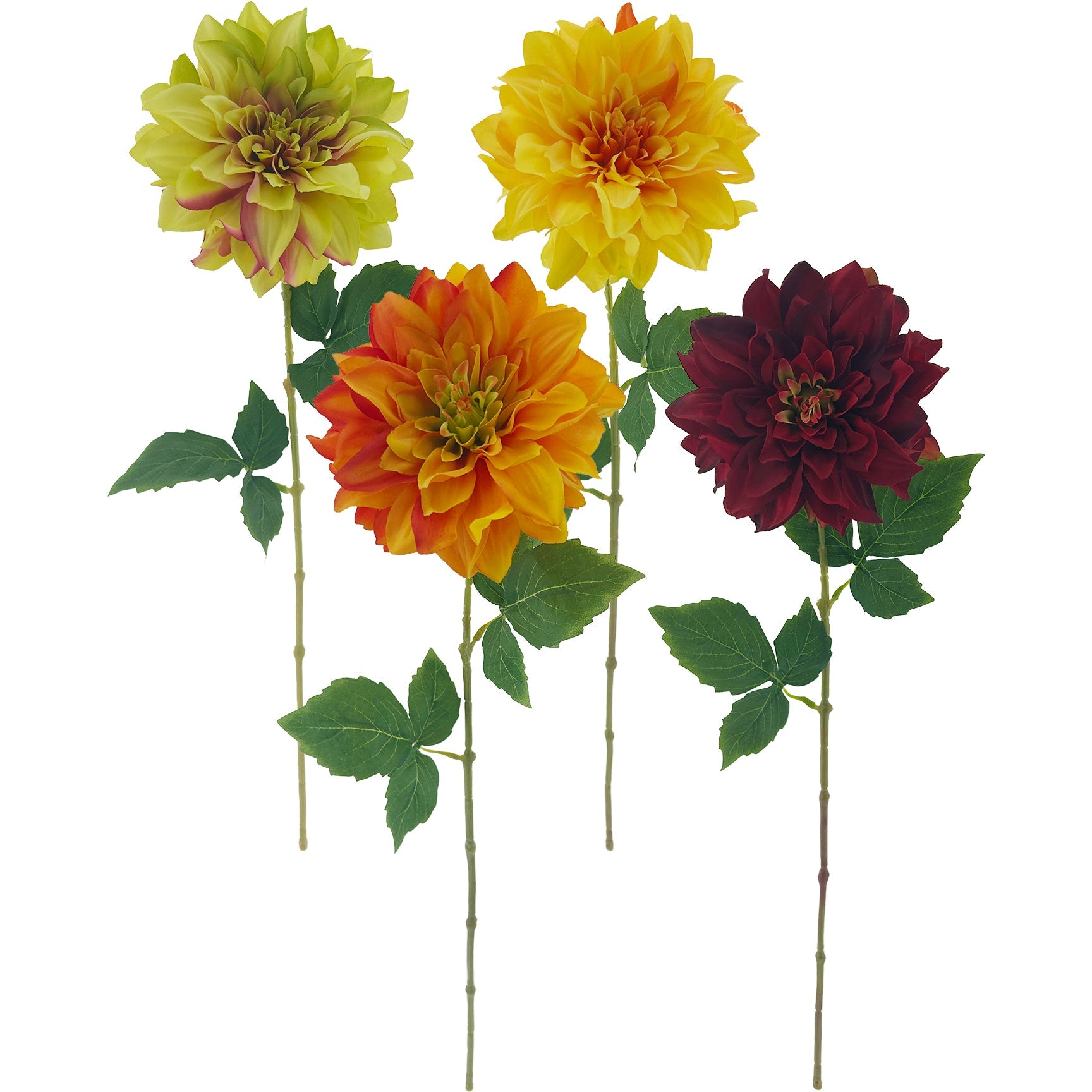 DAHLIA LONG STEM 4 ASSTD
