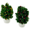 PLANT MINI FRUIT BUSH 2PC SET