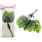 MONSTERA LEAF BUNDLE 6PC