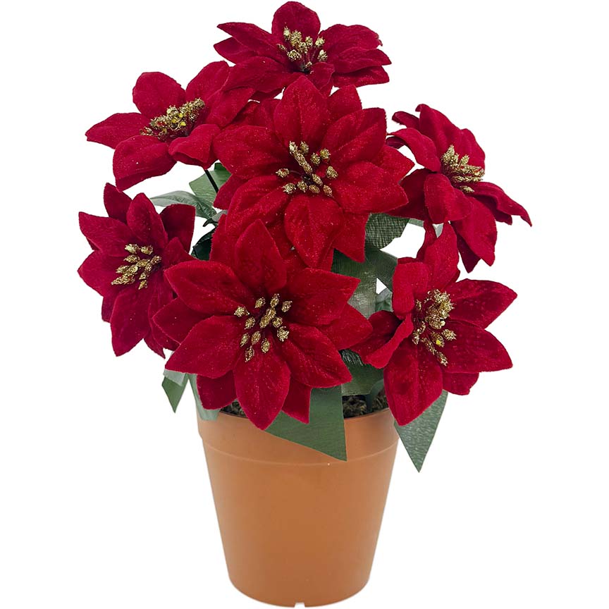 POINSETTIA POT 7FL 10CM