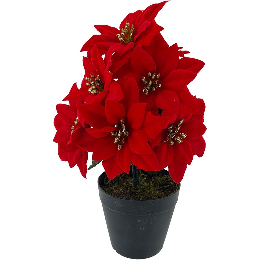 POINSETTIA POT 9FL 14CM