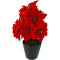 POINSETTIA POT 9FL 14CM