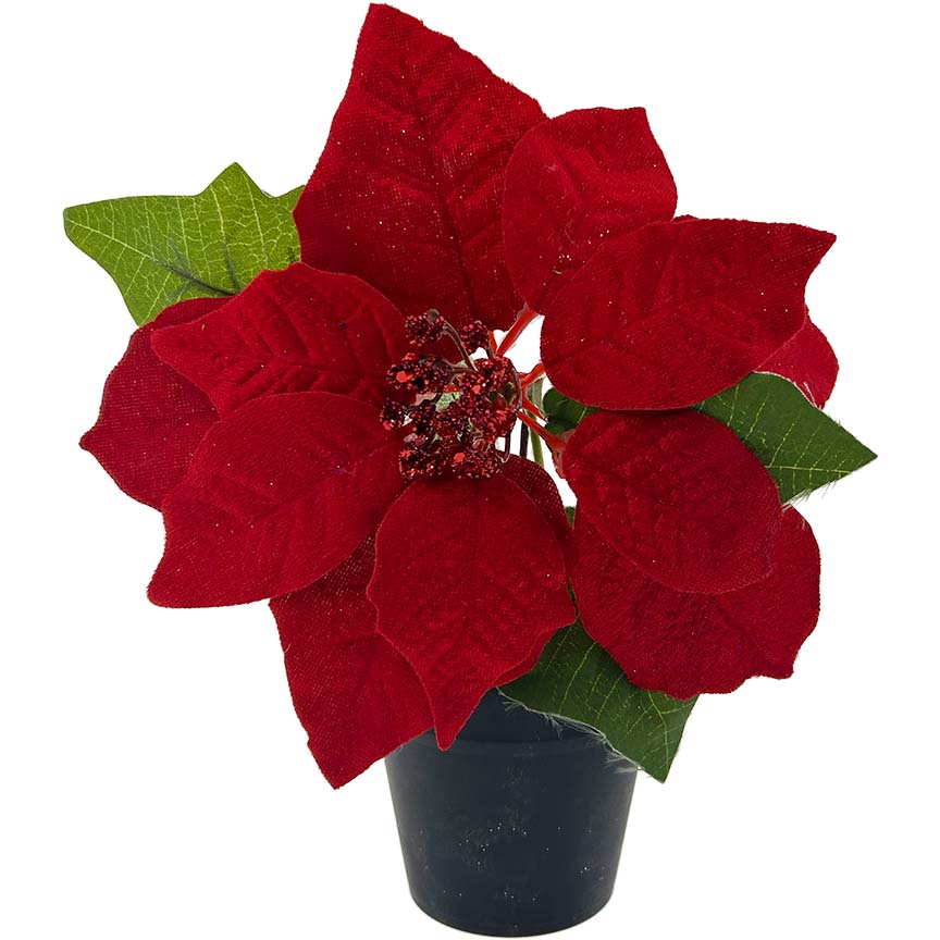 POINSETTIA POT 1FL 20CM