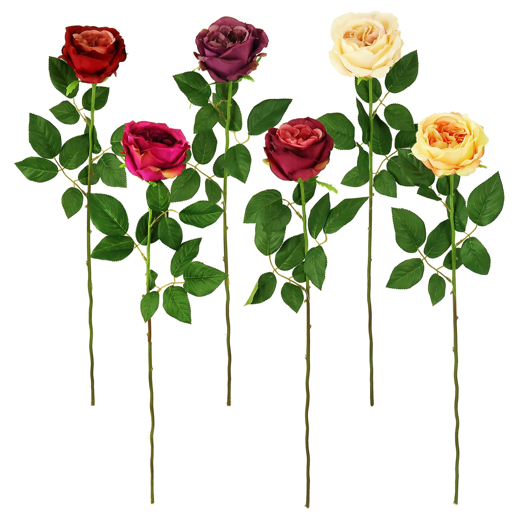 ROSE OPEN LONG STEM 6 ASSORTED (SPECIAL)