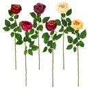 ROSE OPEN LONG STEM 6 ASSORTED (SPECIAL)