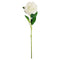 HYDRANGEA LONG STEM WHITE ONLY