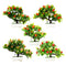 POTTED BONSAI FRUIT TREE 5 ASSTD