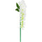 BEAN FLOWER; DESIGNER SINGLE STEM (WHITE)