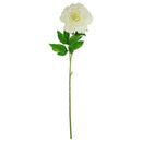 PEONY; SINGLE LONG STEM WHITE