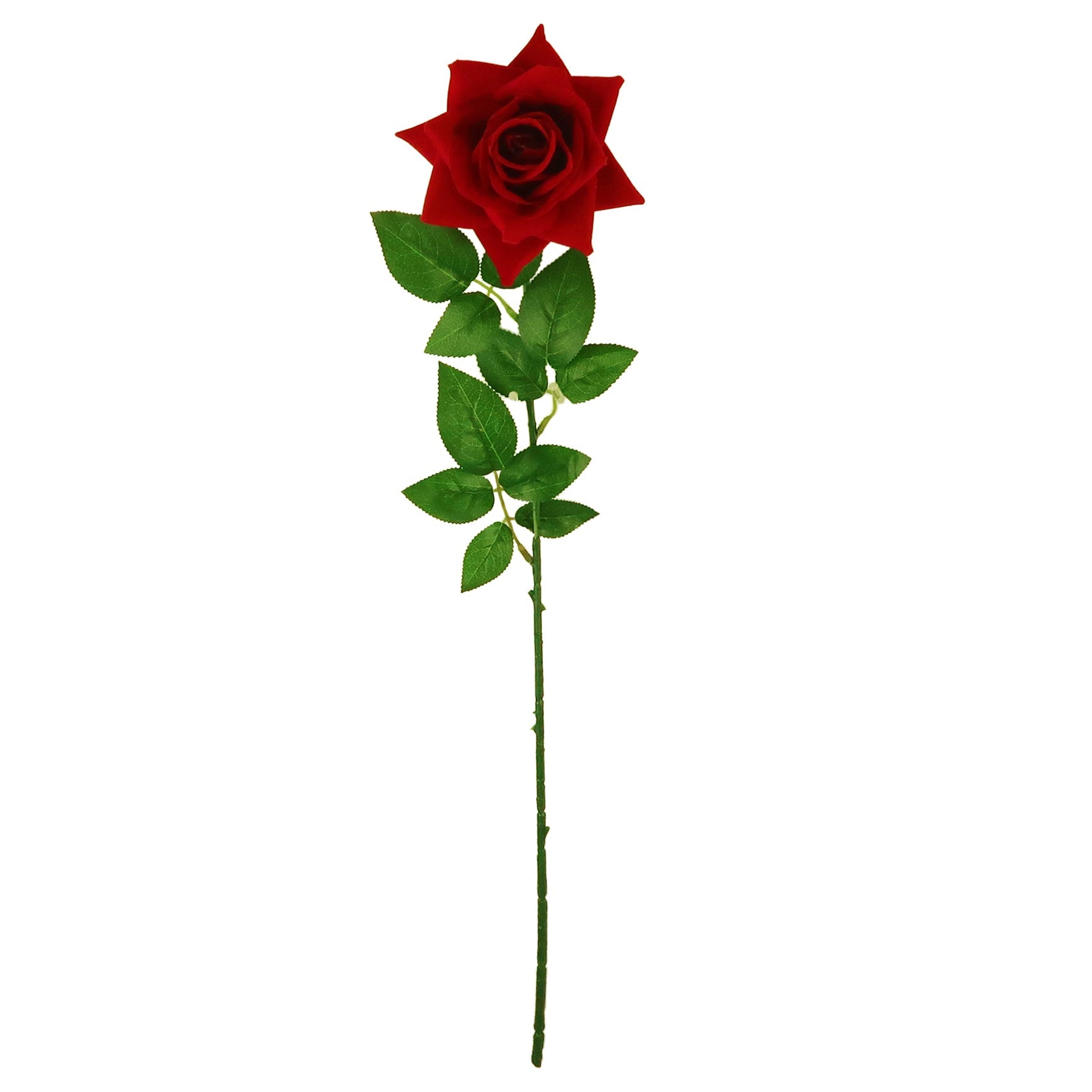 ROSE; VELVET SINGLE LONG STEM RED