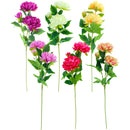 CHRYSANTHEMUM LONG STEM 6 ASTD