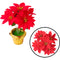 POINSETTIA FLOWER POT 5BR 5FLx10CM