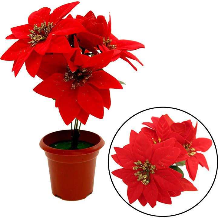 POINSETTIA POT 5BR 5FLx10CM DISPLAY