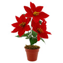 POINSETTIA POT 3 FLOWERS