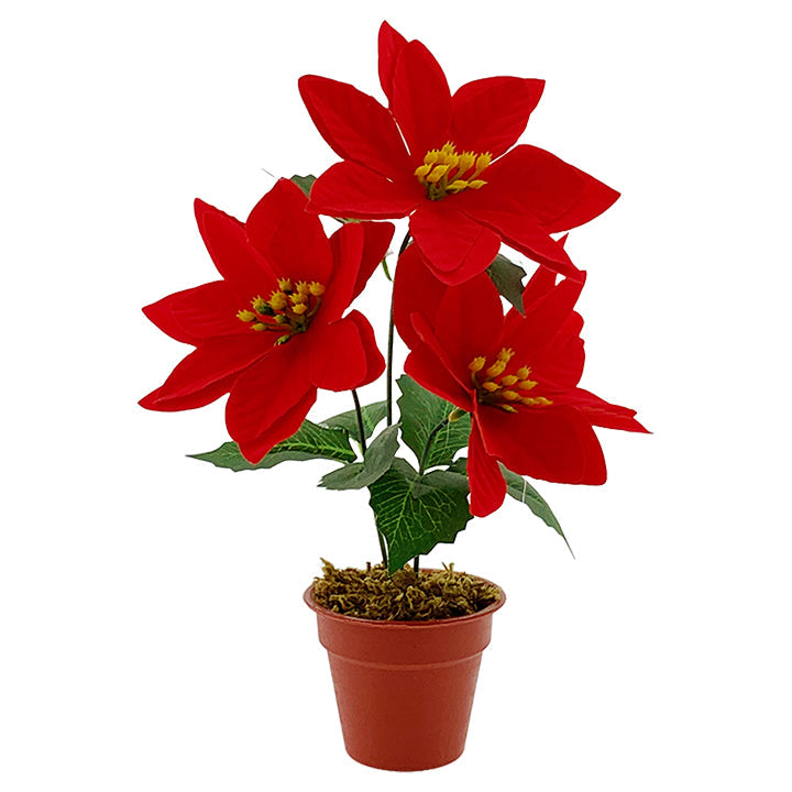 POINSETTIA POT 3 FLOWERS