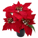 POINSETTIA POT 3 FLOWERS