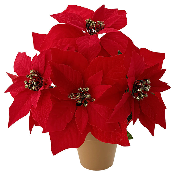 POINSETTIA POT 7 FLOWERS